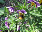 SX06286 Bumblebee (Bombus Agrorum) on Heartsease (Viola tricolor).jpg